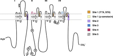 Dr.Rajinikanth's ortho clinic sodium channel blockers injections