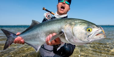 Gator bluefish
