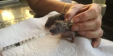 Hand-feeding a rescue baby hedgehog with a small syringe for wildlife rehabilitation and care.