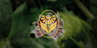 a flower that is sitting on a plant