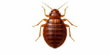 Highly magnified view of a bedbug insect with visible body segments and crawling legs