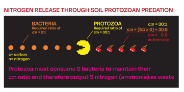 graphic image of the process of mineralization of nitrogen in soil by soil protozoa feeding on bacteria