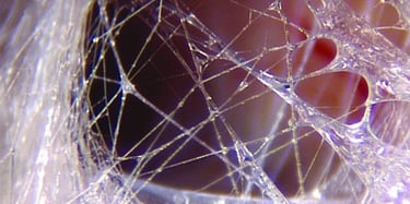 Fascia in a human, living body, magnified