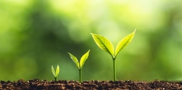 Plantes qui poussent évoquant les problématiques liés à l'évolution
