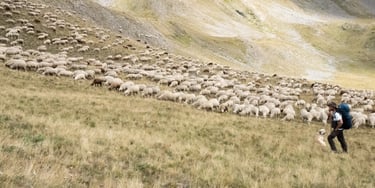 Le berger et ses moutons - Photo d'Art grand format