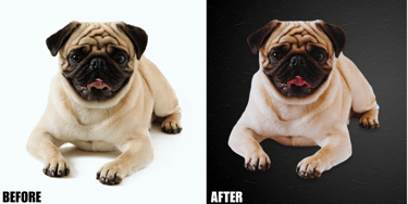 animal-creative-editing