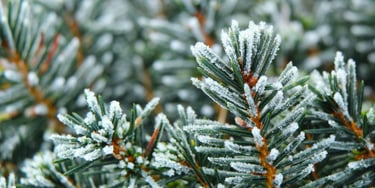 Close-up of frozen pine tree needles covered in white winter frost and ice crystals.