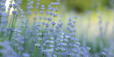 Close-up of purple lavender flowers blooming in a summer garden with a blurred background.