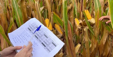 expérimentation maïs grain