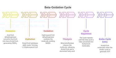 Beta oxidation cycle