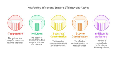 Key factors influencing enzyme efficiency & activity
