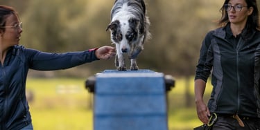 cours d’agility éducatif pour chien sur terrain sécurisé à bordeaux