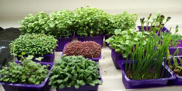 a picture of Early Greens microgreens nursery  produce