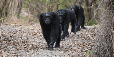chimpanzés caminhando sobre os quatro membros