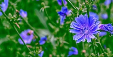 <img source='chicory-flower.jpg' alt='Close-up of a vibrant blue Chicory flower, one of the 10 medic