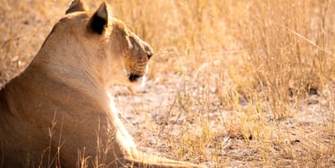 une lionne au repos dans la savane du Botswana en safari