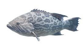 a fish with a fish in the water