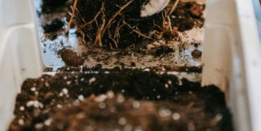 Aroid being repotted with fresh aroid soil