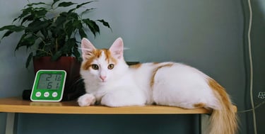 A cat sitting with a thermometer