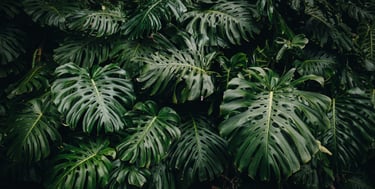 Fully fenestrated mature Monstera deliciosa growing in the wild