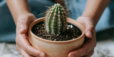 Cactus in fresh potting soil 