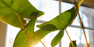 Alocasia Polly in sunlight