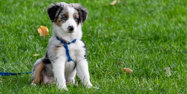chiot profitant d'un jardin propre sans crottes, nettoyé par La Vie Sans Crotte