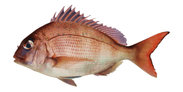 Fresh mutton snapper(mutton fish) with red and pink hues on a white background