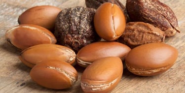 Argan nuts grown in Agadir and used to prepare Argan oil