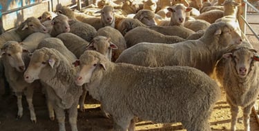 A flock of Australian sheep stand in a barn at Maalem Barka Company.