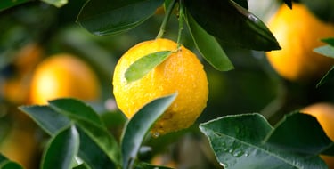 Natural Fruit Solids