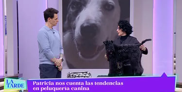 peluqueria canina Truka en Telemadrid