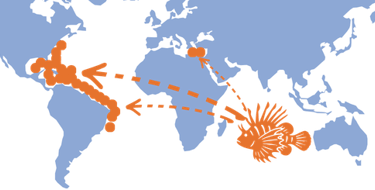 Natif de l'Indo-Pacific, le Poisson-Lion a envahit l'Atlantique West, Les Caraïbes, la Méditerranée