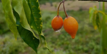 Plante Iboga cultivée à MIKOUMOU VILLAGE. Ici on a ses fruits de couleur jaune