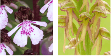 Die Blüten vieler Wiesenorchideen ähneln in ihrem Umriss einer menschenähnlichen Gestalt: Purpur Kna