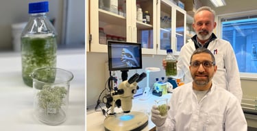 Odlad renlavsblandning kan rädda renlaven. Foto: Anne-Laila Blind Petersdotter/ Sameradion