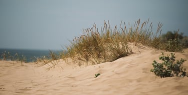 Beach with a small plant growing, symbolizing the growth of positive employee mental health