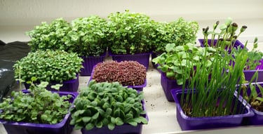 Punnets micro green varieties 