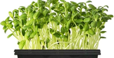 a mini tray of live sunflower micro greens.
