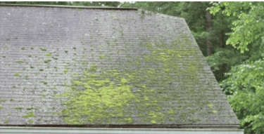 Roof algae