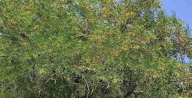 Flowering Wild Tamarind Tree in Rural India – Natural Source of Forest-Grown Imli