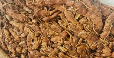 Wild Harvested Tamarind with Seed from Tribal Villages of India – RATHORE EXIM