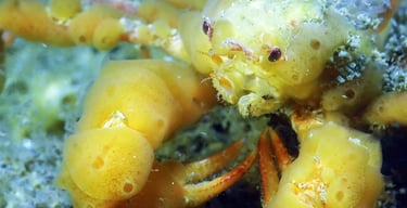 Crabe Araignée des anémones au Cap Ferret au bassin d'Arcachon.