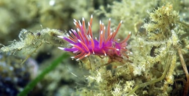 Nudibranche Coryphelle au Cap Ferret