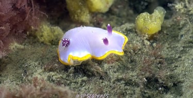Nudibranche Doris rose au Cap Ferret