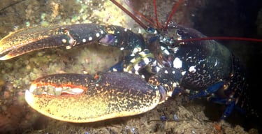 Homard Cap Ferret