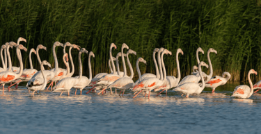 Al Marmoom and Al Qudra Lakes in dubai
