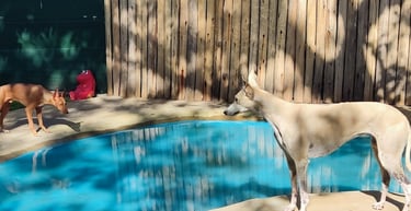 two dogs are standing in front of a pool