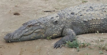 crocodilealong  mohana river
