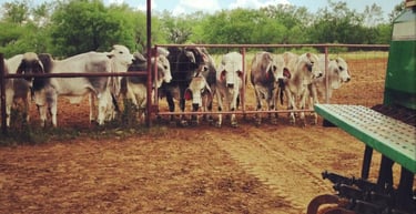 KCC Brahman Bulls